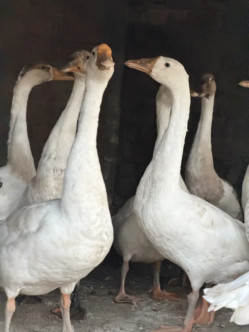 Big duck — photo 2