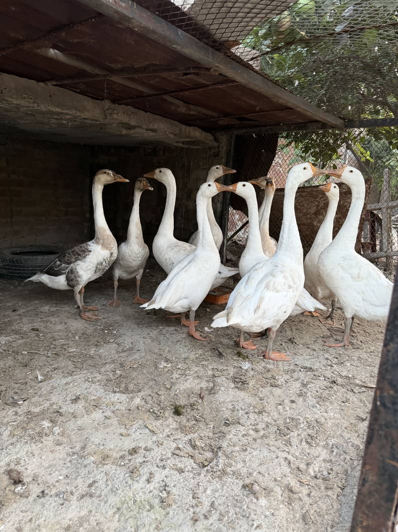 Big duck 2