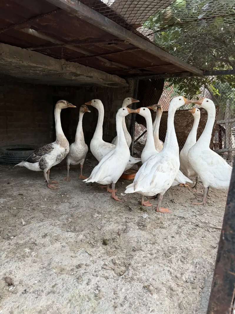 Big duck — photo 3