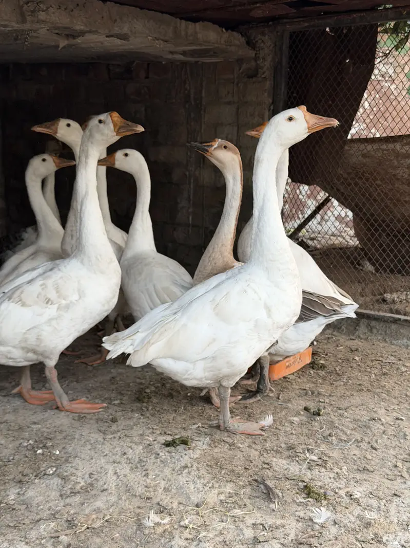 Big duck — photo 4