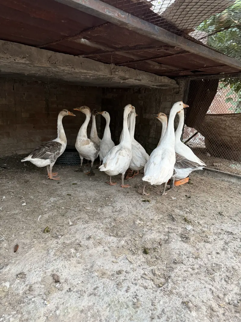 Big duck — photo 5