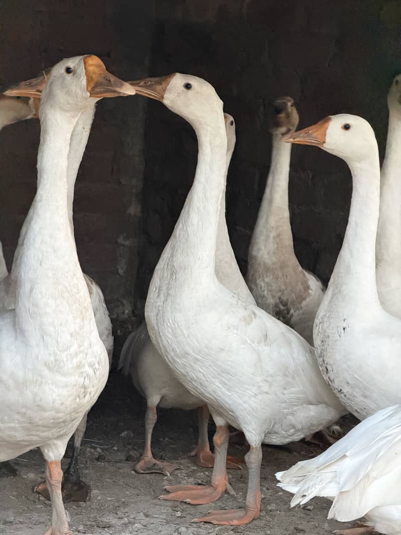 Big duck 5