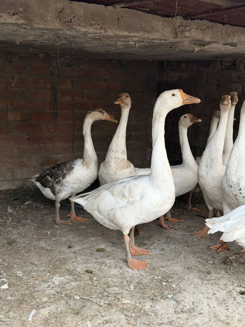 Big duck 6