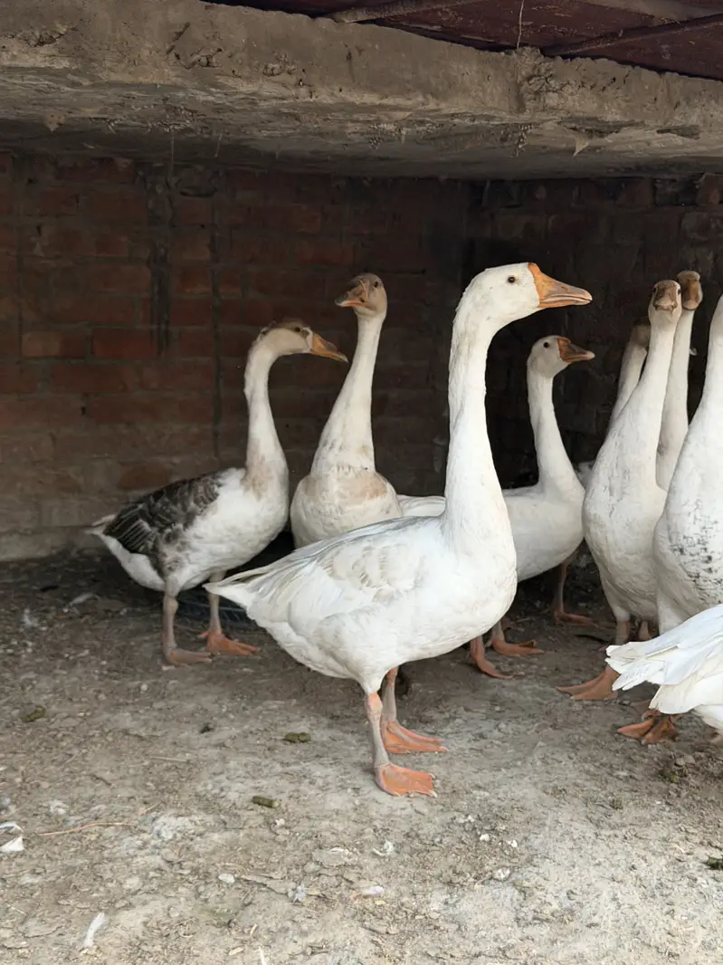 Big duck — photo 7