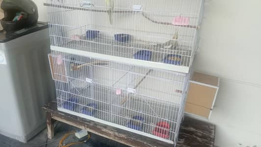 Cockatiel and lovebirds breeder pair with cage