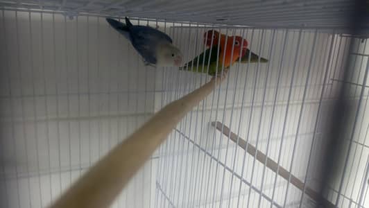 lovebirds breeder pair with cage