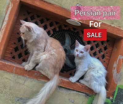 Persian cats