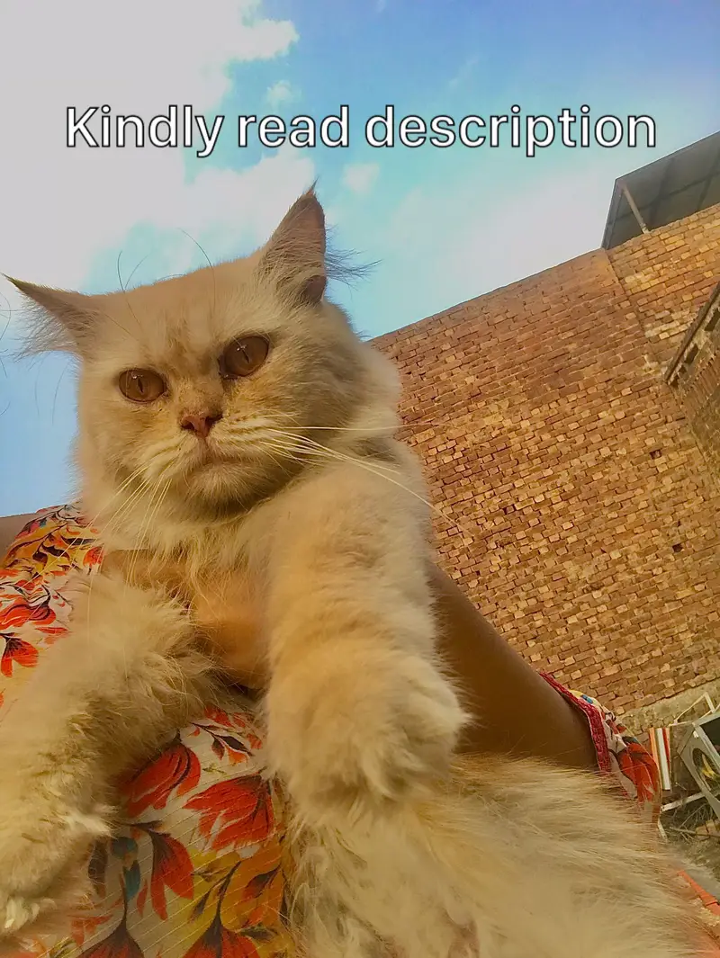 Persian cats — photo 2