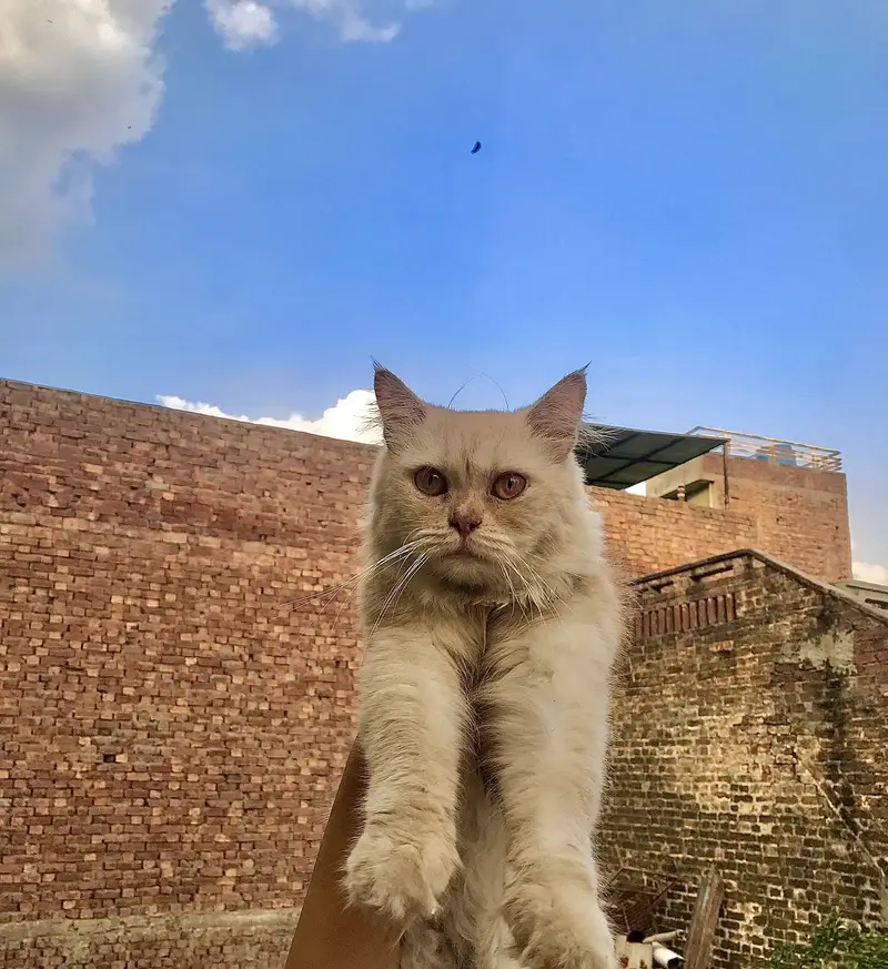 Persian cats — photo 3