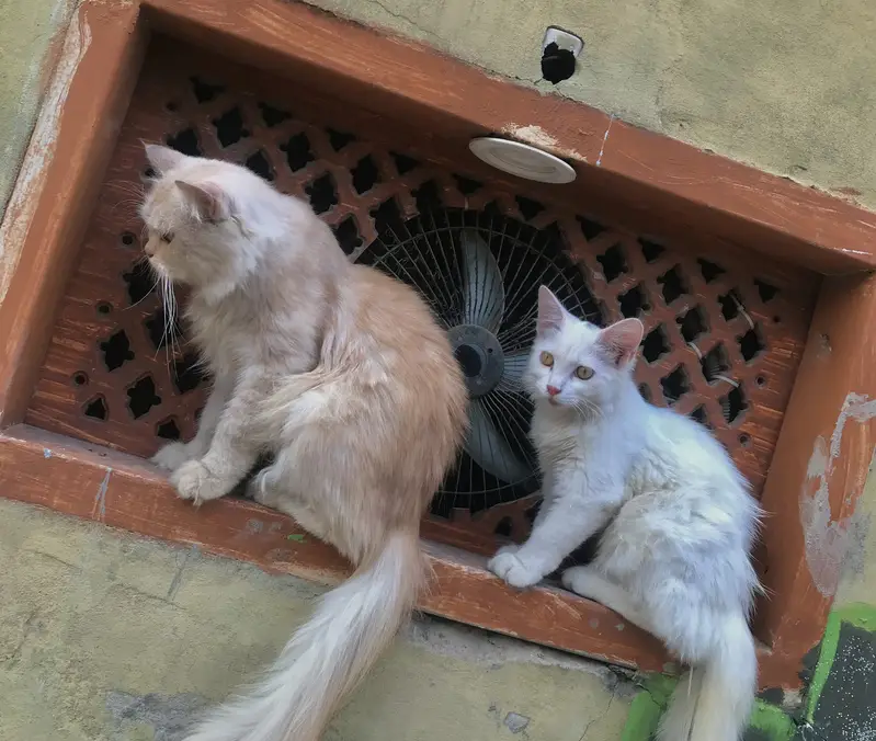 Persian cats — photo 4