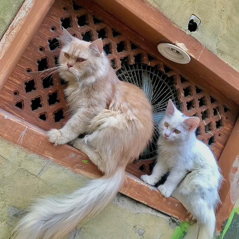 Persian cats — photo 5