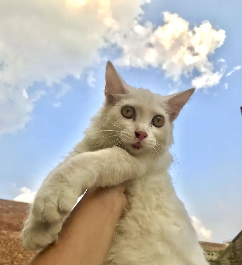 Persian cats — photo 7