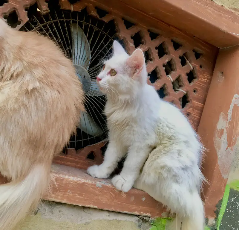 Persian cats — photo 8