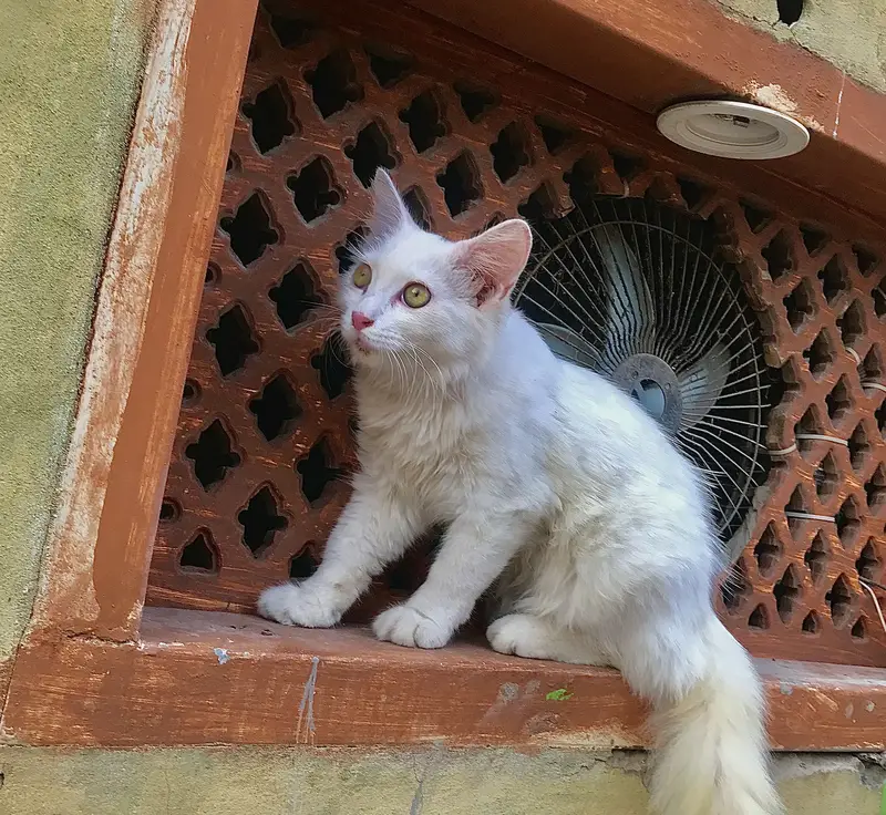 Persian cats — photo 9