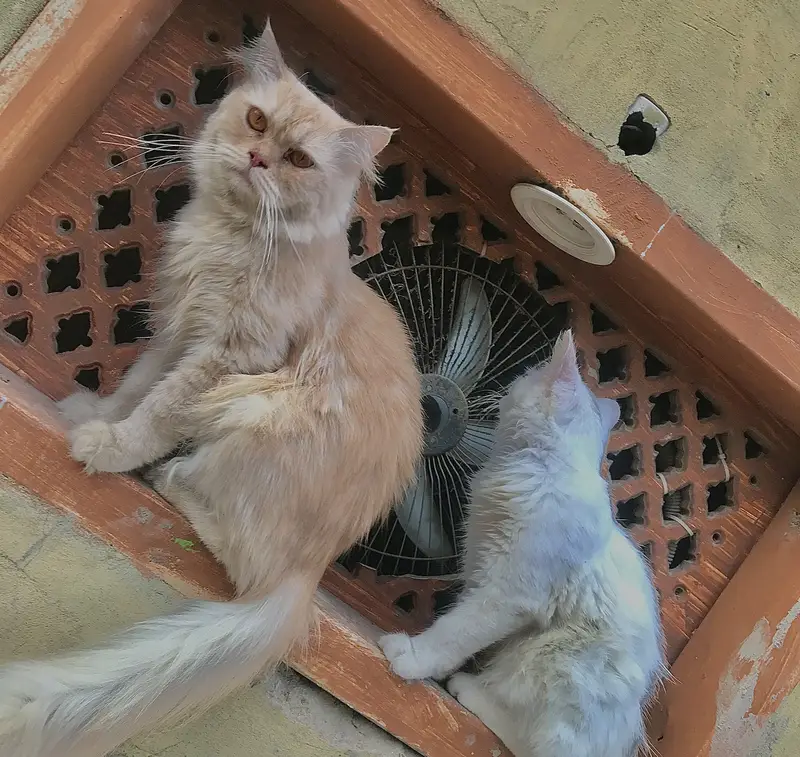 Persian cats — photo 10