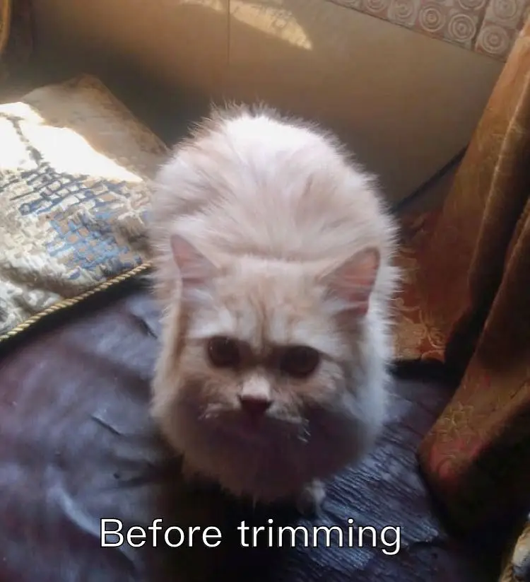 Persian cats — photo 11