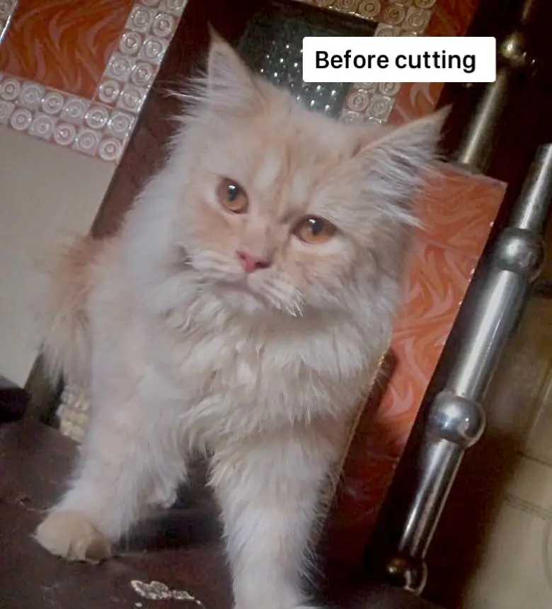 Persian cats — photo 12