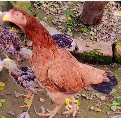 Old blood line aseel female for sale