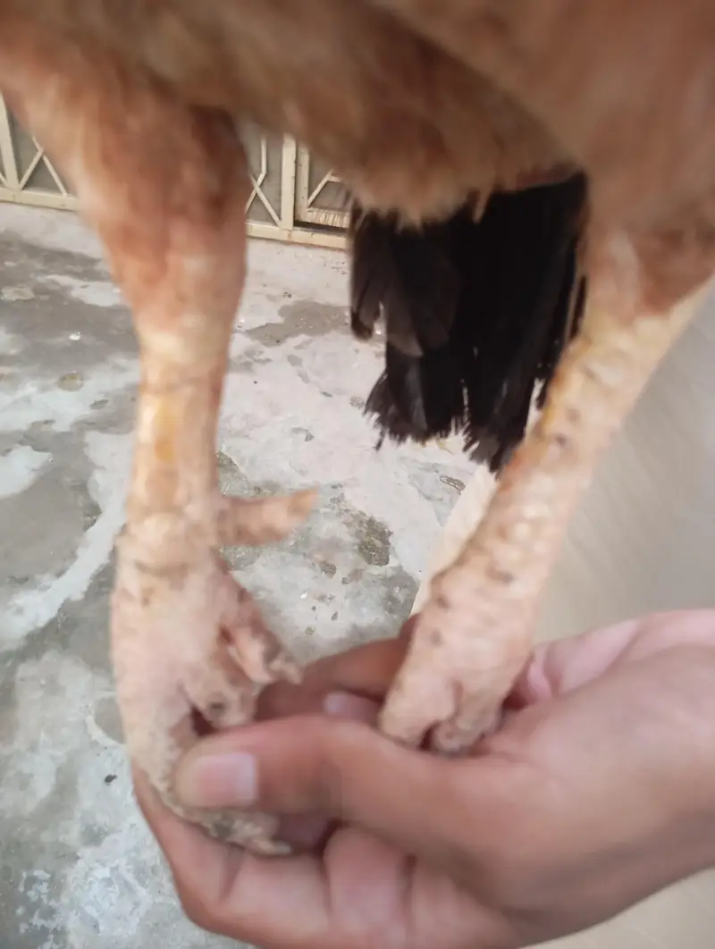 Old blood line aseel female for sale — photo 2