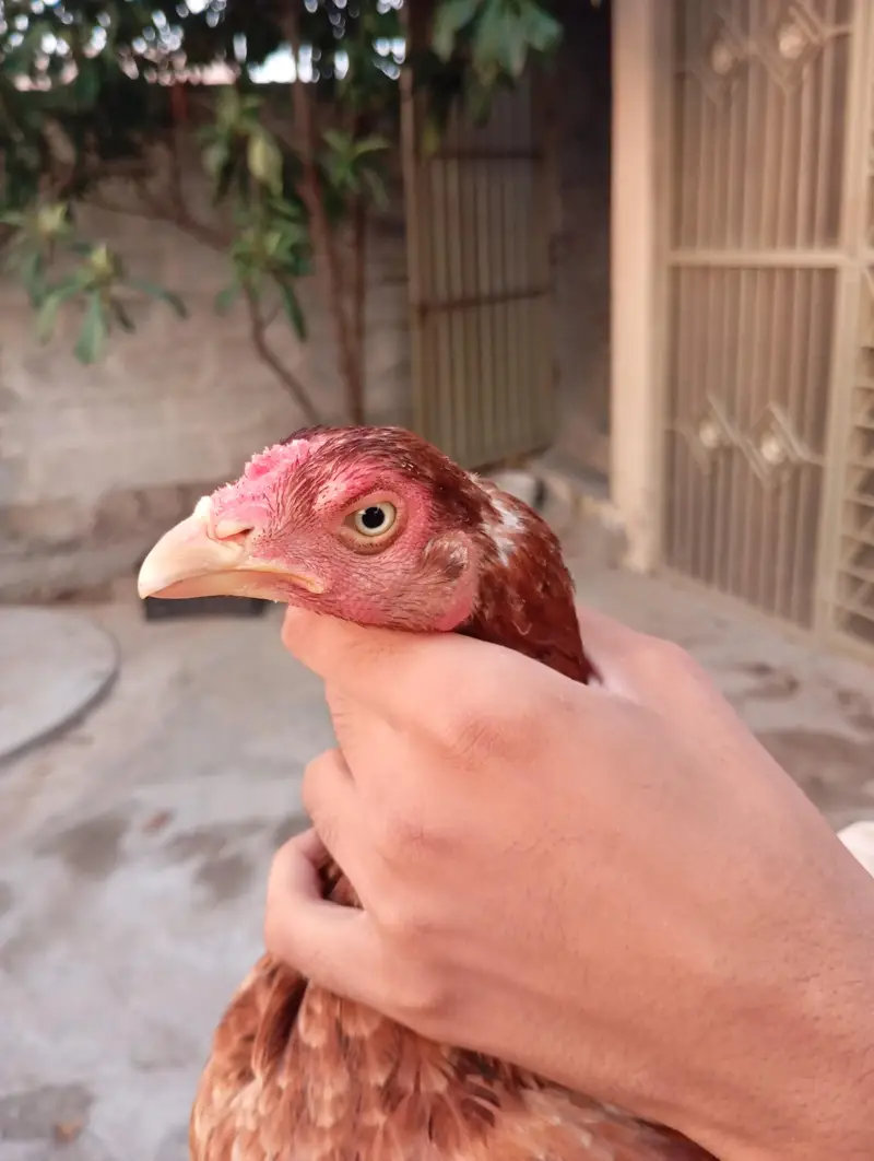 Old blood line aseel female for sale — photo 3