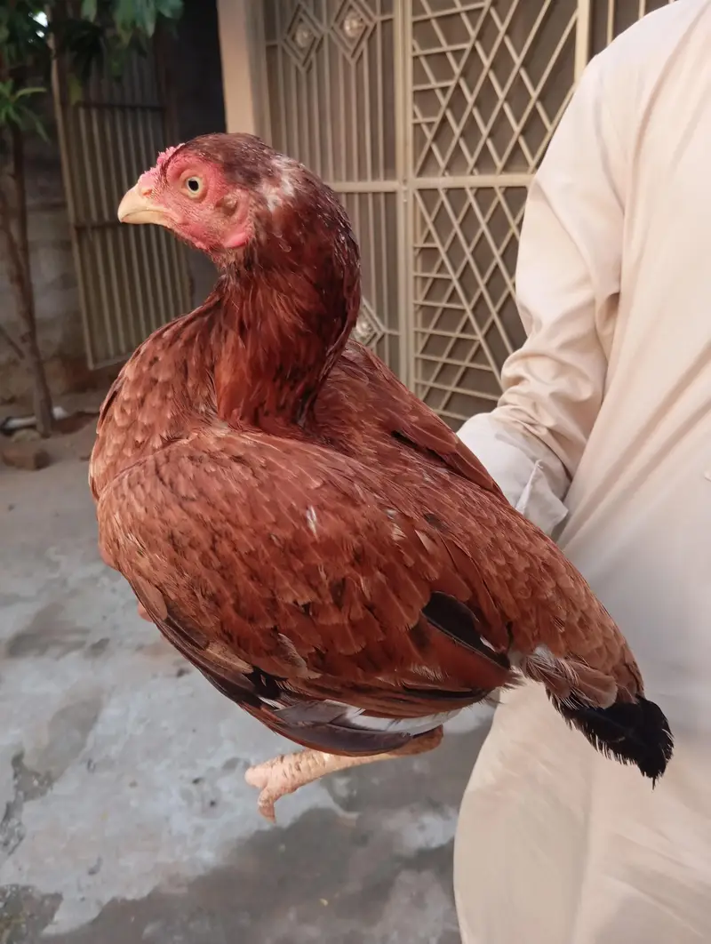 Old blood line aseel female for sale — photo 4