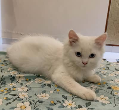 Persian kitten home breed