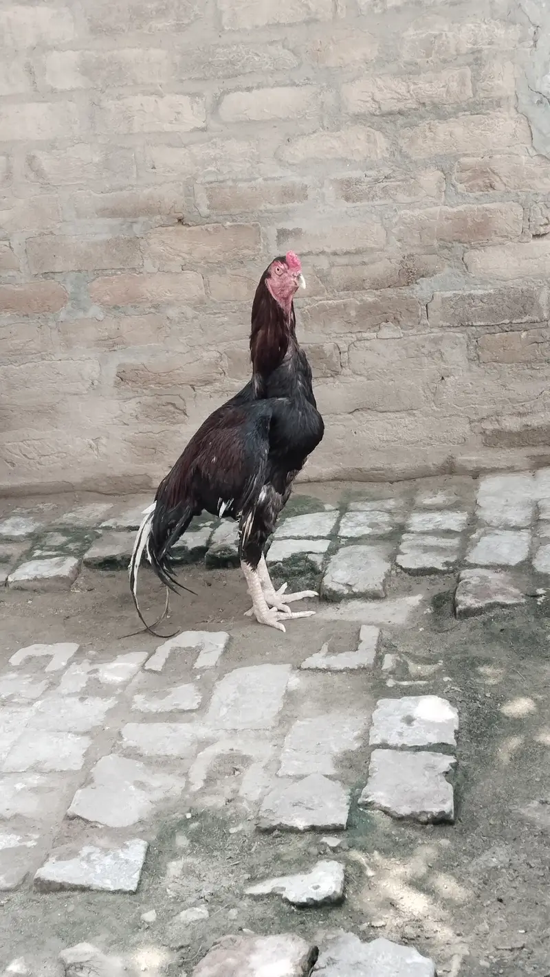 Aseel murga miyawali+ Sindhi — photo 3