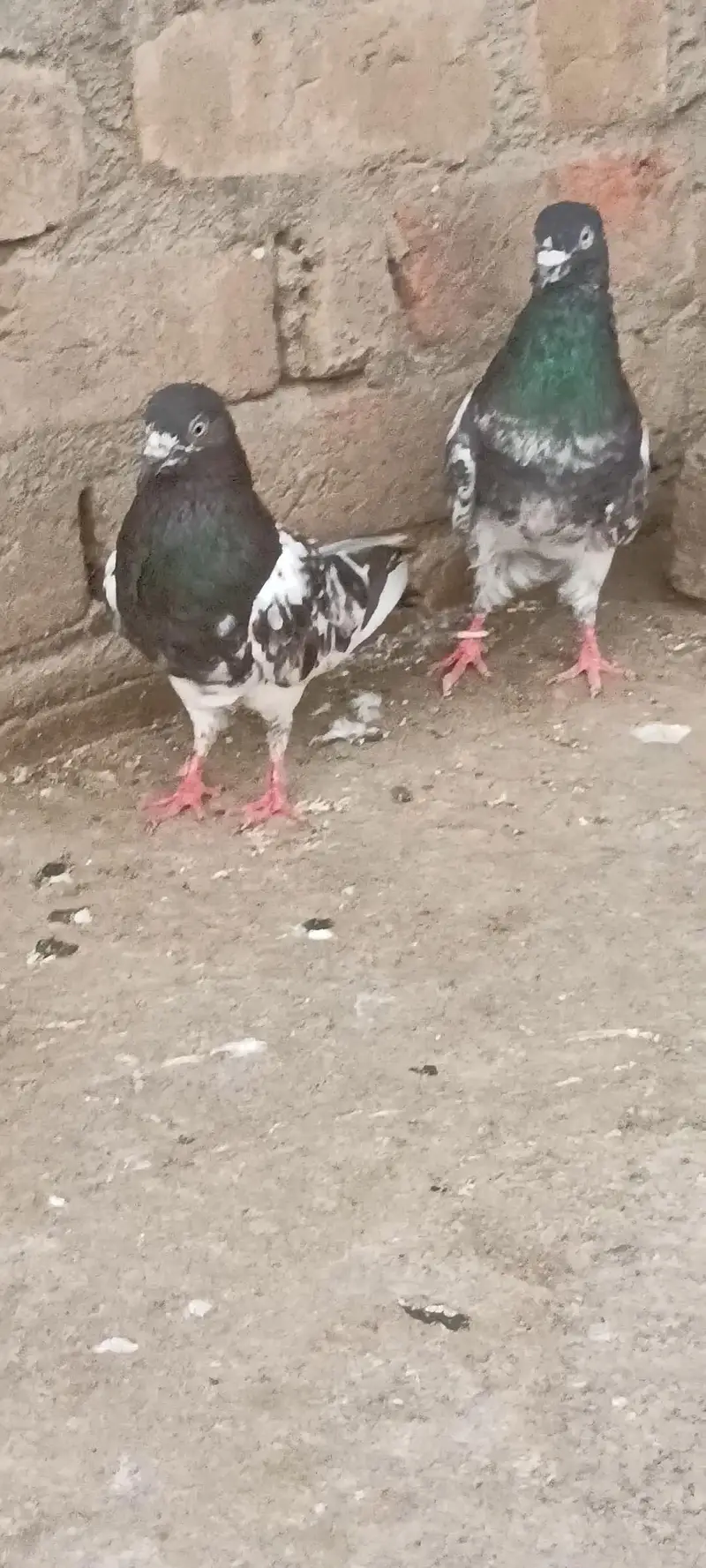 Do phir ha ak bub wala or ak tadi coss ha — photo 2