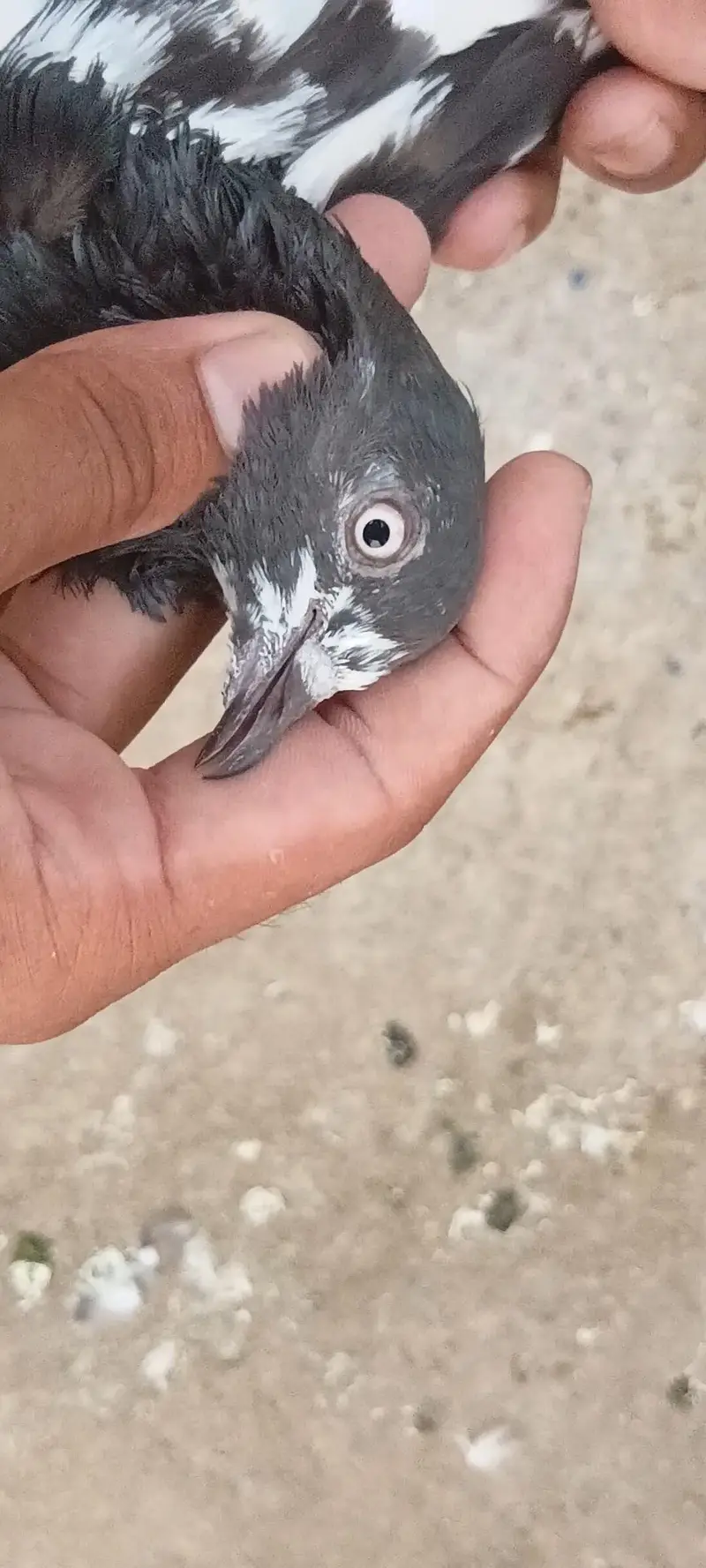 Do phir ha ak bub wala or ak tadi coss ha — photo 3