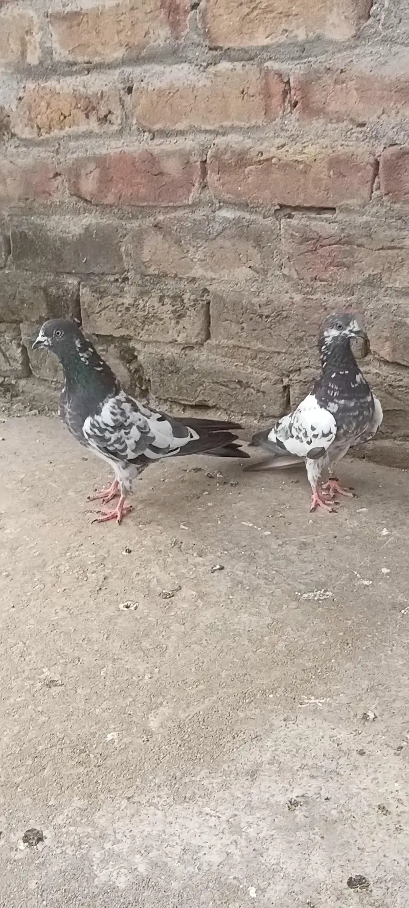 Do phir ha ak bub wala or ak tadi coss ha — photo 5