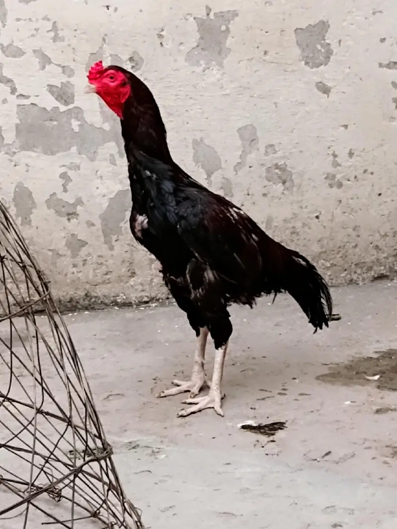 lakha lasani patha — photo 2