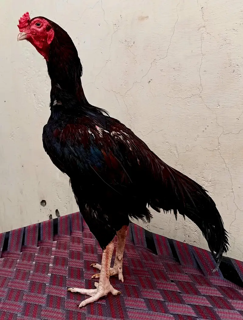 lakha lasani patha — photo 4