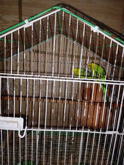 breeder pair