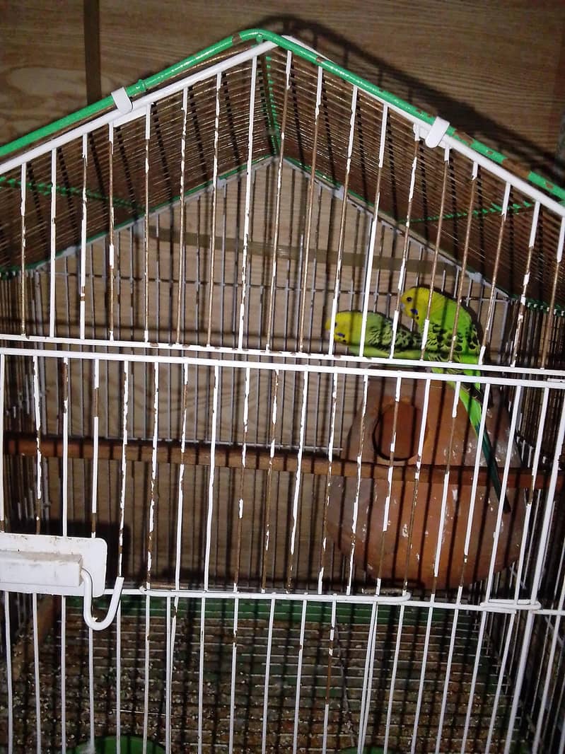 breeder pair 0