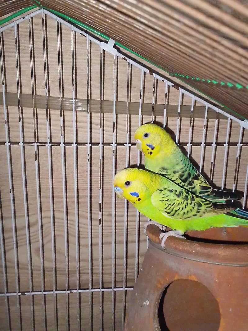 breeder pair 1