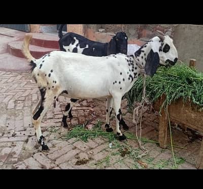 Bakri sale with female kid