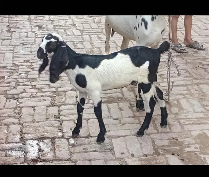 Bakri sale with female kid — photo 2