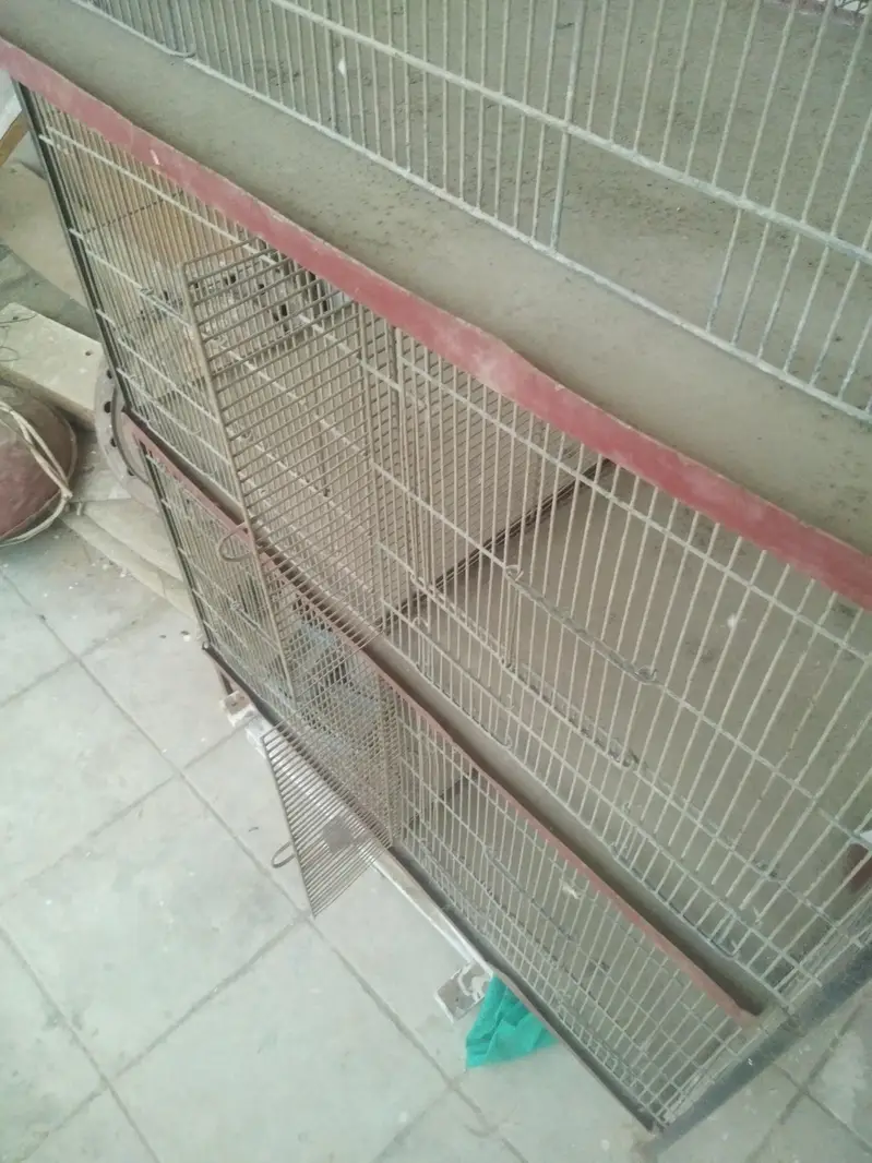 Birds cage — photo 2
