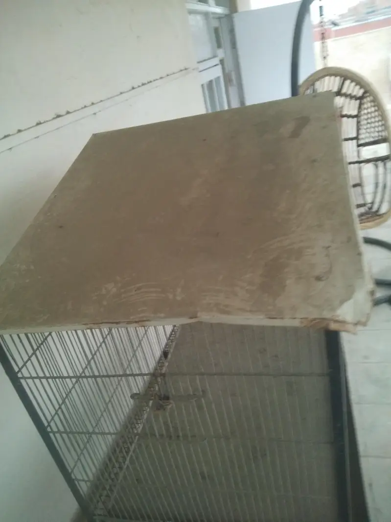 Birds cage — photo 4
