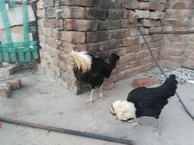 polish pair available