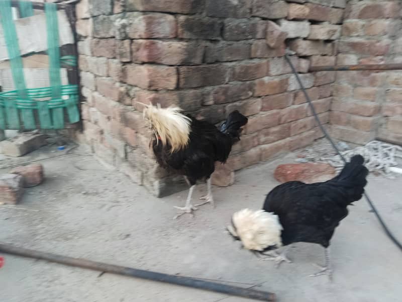 polish pair available 0