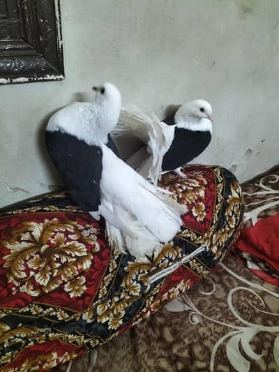 black shoulder laka pigeon