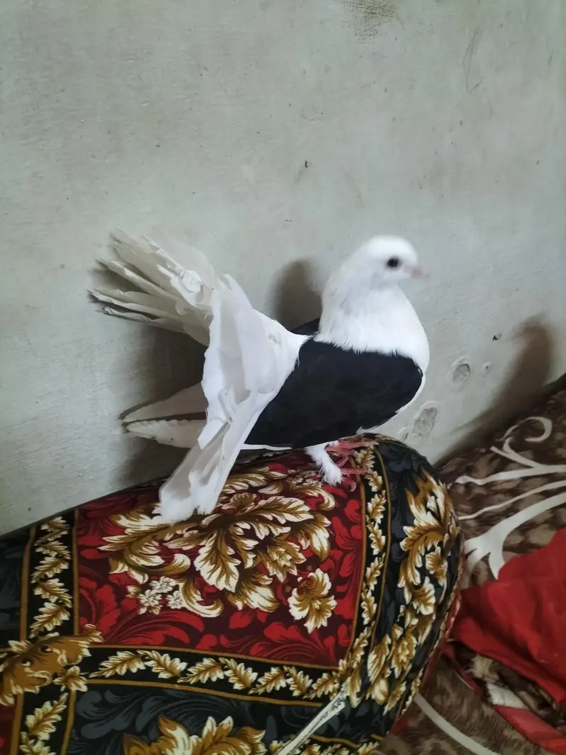 black shoulder laka pigeon — photo 2
