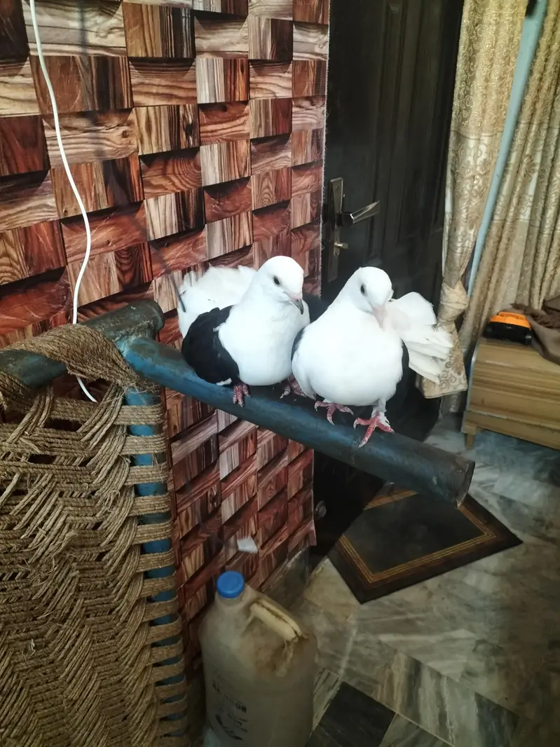 black shoulder laka pigeon — photo 3