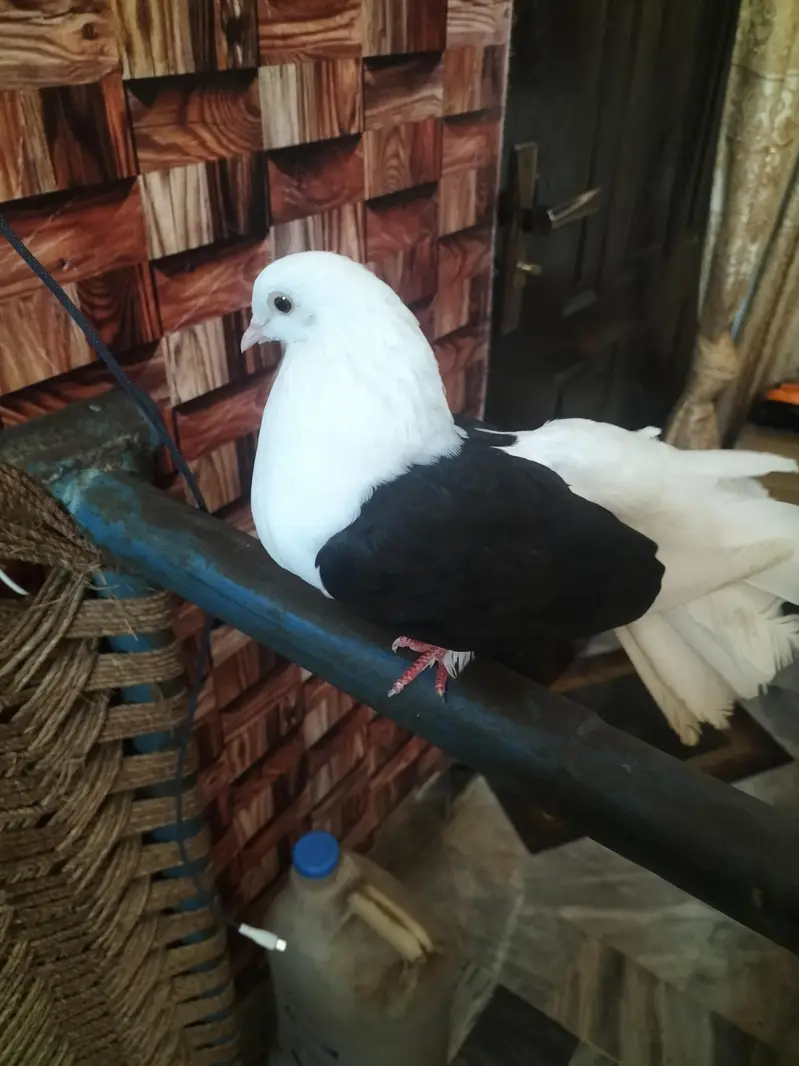 black shoulder laka pigeon — photo 4