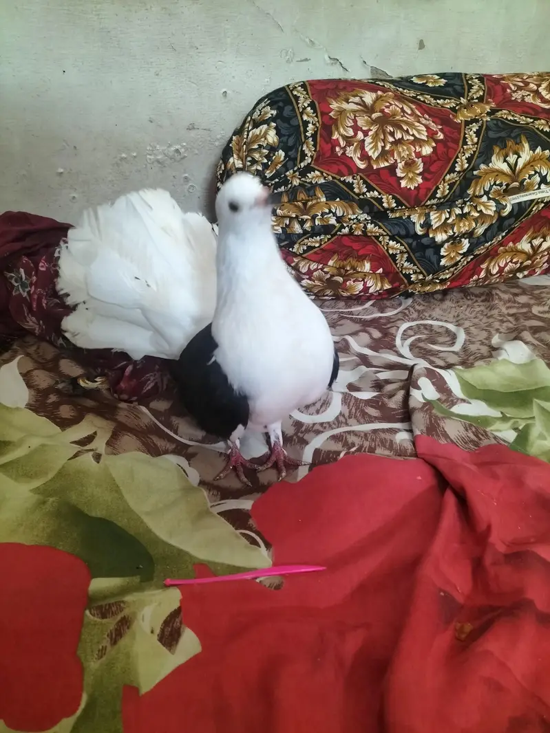 black shoulder laka pigeon — photo 5