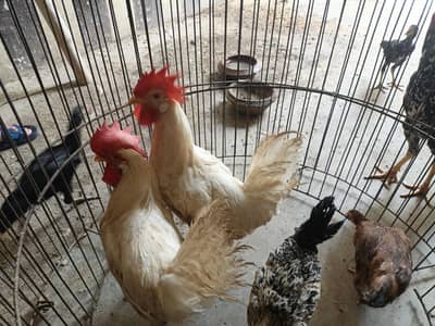 desi or farmi murga murgi for sale