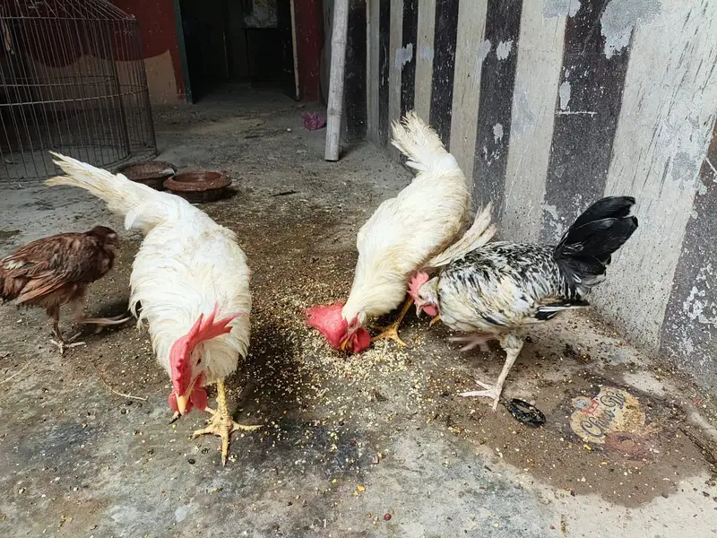 desi or farmi murga murgi for sale — photo 2