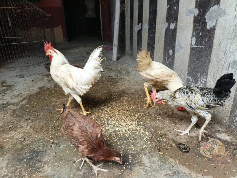 desi or farmi murga murgi for sale — photo 3