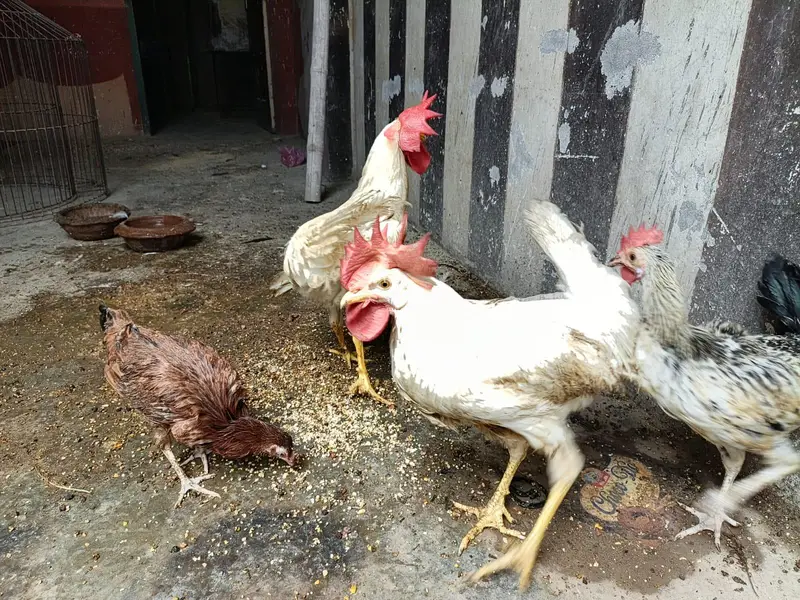 desi or farmi murga murgi for sale — photo 4